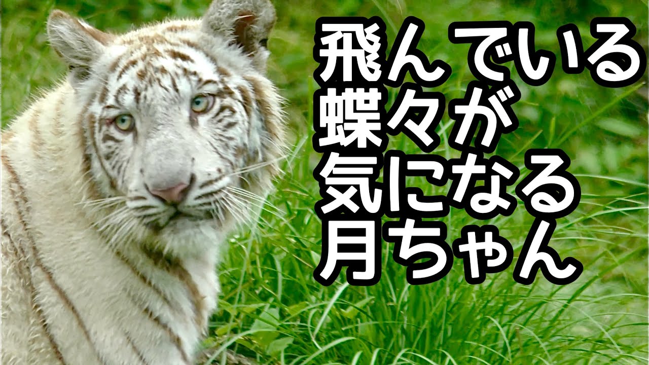 White tiger Tsuki-chan seems to be interested in the white