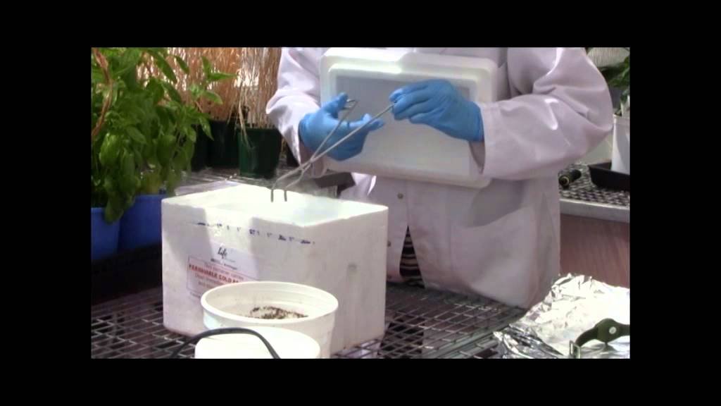 Nitrogen use efficiency