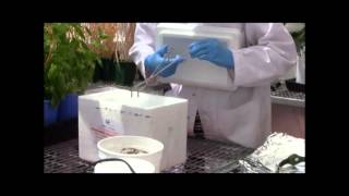 Nitrogen use efficiency