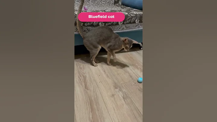 Watch the video about Abyssinian Cat Plays Smart Ball - New Game #Shorts Part 3