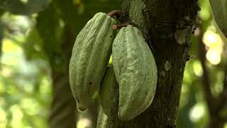 Ghana's unpaid cocoa farmers are forced to go hungry