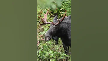 Лось: Гигантский олень