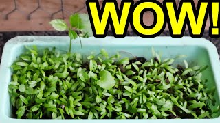 Problems Germinating This Plant? Here is How I SUCCESFULLY Grew Them from Seed!  Easy Hack!! Skirret