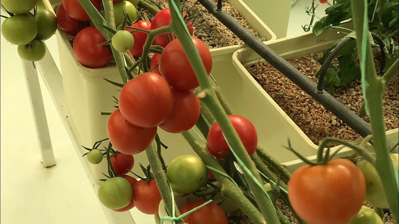 انتاج الخضار و نسبة الاملاح بالزراعة المائية