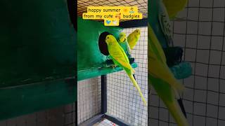 happy summer 🌞🏝️ from my cute 🥰 budgies 🐦🕊️ #birds #viral#parrot#trending#budgies#youtubeshorts#love