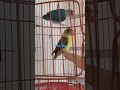 يا حلاوتك يا جمالك 