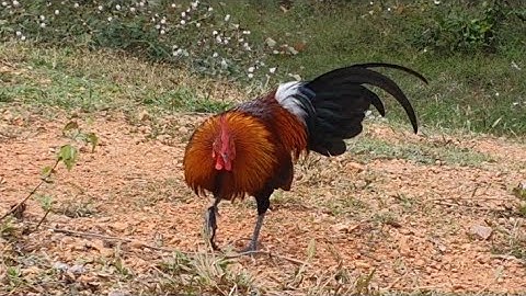 Noob Qaib Tuaj Zoo Qua Tsuag Qua Yau,Nyiam Nug Laib Nawb 12/12/2025.