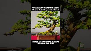 Sianci Disini Mendapat Predikat Baik Sekali bonsai reviewbonsai bonsaiindonesia