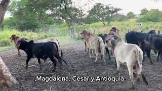 La Ceba El Negocio Más Rentable Para Ganaderos En Colombia