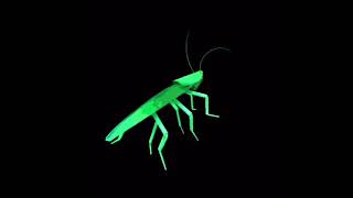 Dancing Rainbow Roach The Return