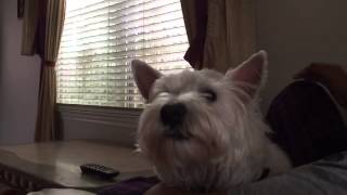 Westie howling for his buddies :)