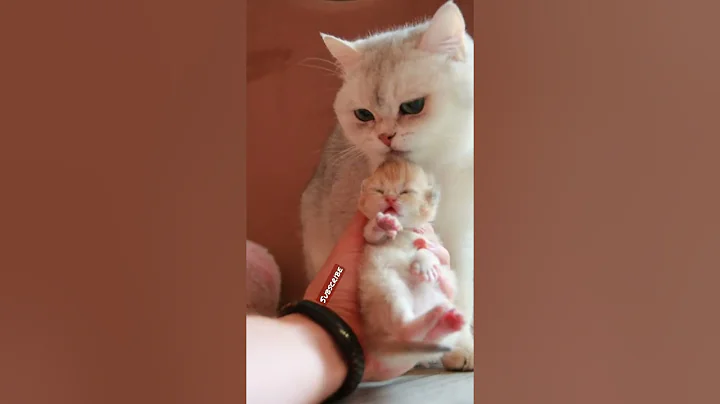 Watch the video about #shorts #cat 🐾#cute😻 #cool😎 #catsofinstagram🐈 #catlover💕 #catlove #meows_luv #meow #funny 😹