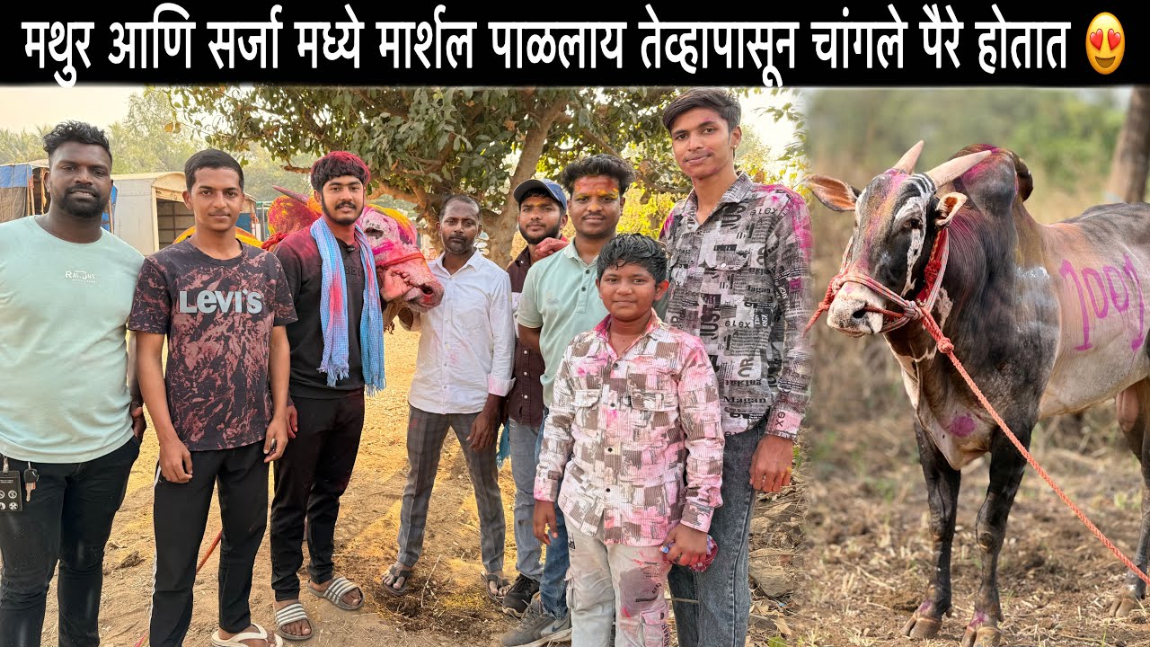 मार्शल 500 नितलास मुलाखत | मथुर आणि सर्जा मध्ये मार्शल पाळलाय तेव्हापासून चांगले पैरे होतात 😍