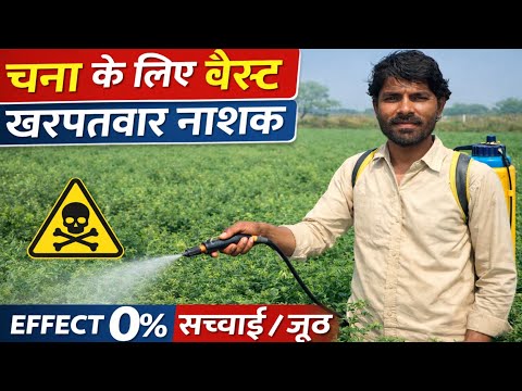 चना में खरपतवार काला सच्चाई | chana ke liye Herbicide | Best Herbicide for Chickpea | chana ki kheti