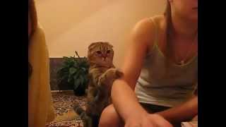 Кот, который не даст о себе забыть Кот, который не даст о себе забыть