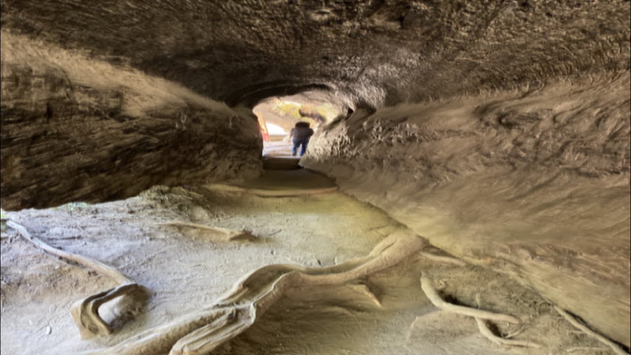 King Canyon National Park / General Grant tree / Cedar Grove/ Drive though the end /bears