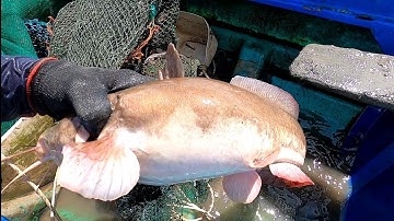 Con Cá Nó Mập Bụng Chà Bá Luôn/Đat Nguyễn Cần Giờ 