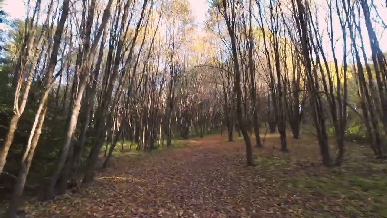 Woodland path 24 - Autumn Forest, Hoarfrost edition