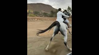 جمال هيبه حصان عربي ?