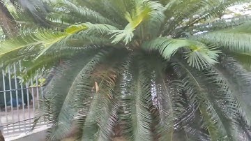 cây thiên tuế trên 100 tuổi các bạn ạ ông kiệm vlogs