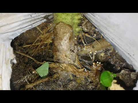 Vídeo: Cogombre Rhizoctonia