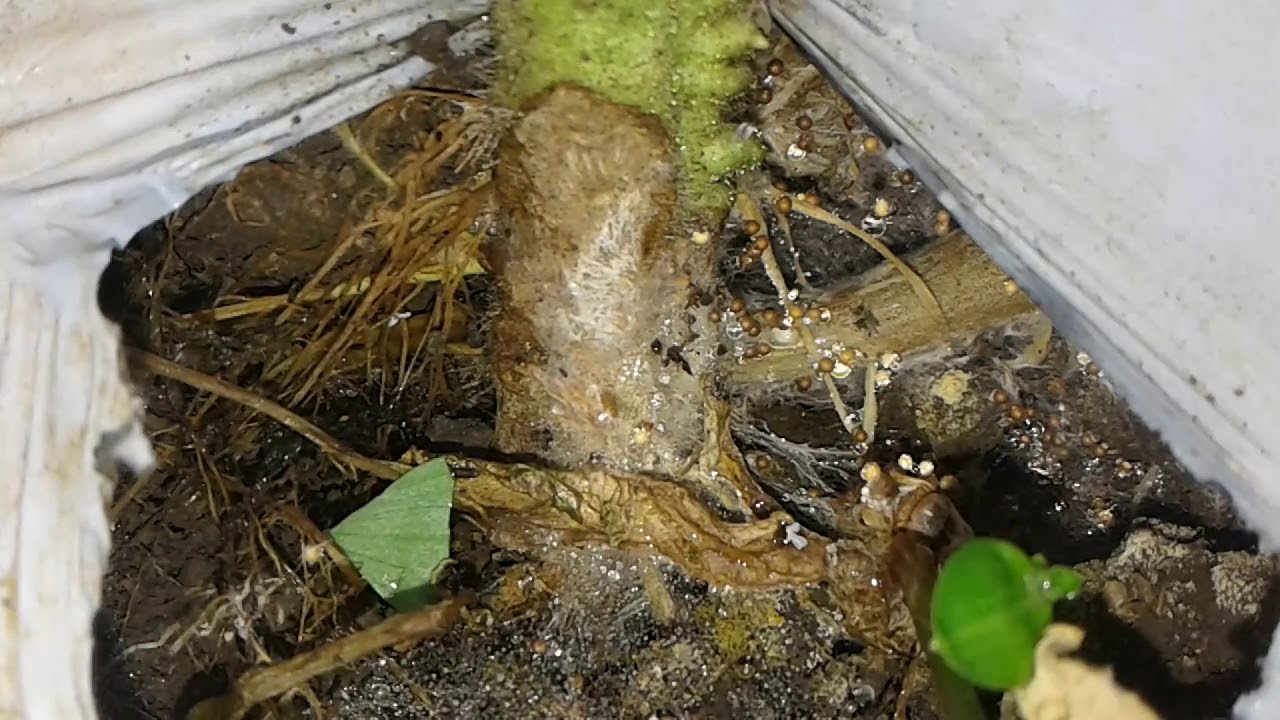 rhizoctonia en tomate