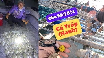 Hướng Dẫn Câu Cá Tráp (Hanh) Bằng Mồi Bột ,  Năm Nay Cá Tráp Vũng Tàu Được Mùa.