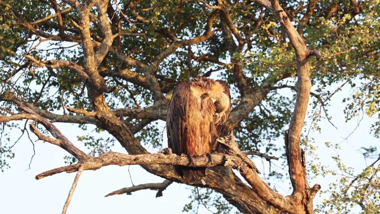 A white-backed vulture (Gyps africanus) relaxing and preening in the Kruger National Park