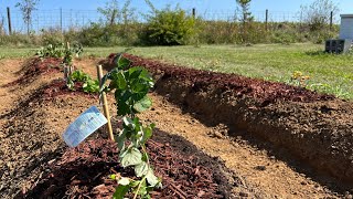 Making a Berry Patch // Planting Raspberries & Blackberries