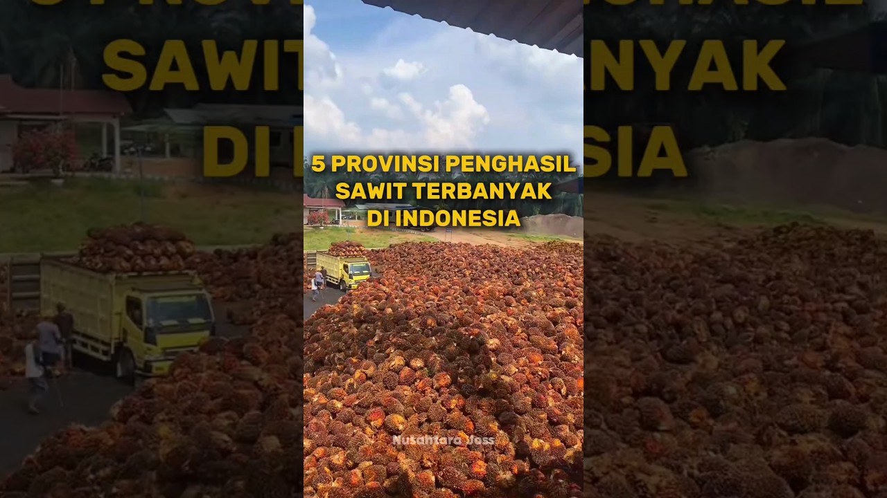 5 PROVINSI PENGHASIL SAWIT TERBANYAK DI INDONESIA 
