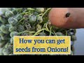 How to get seeds from Onions?