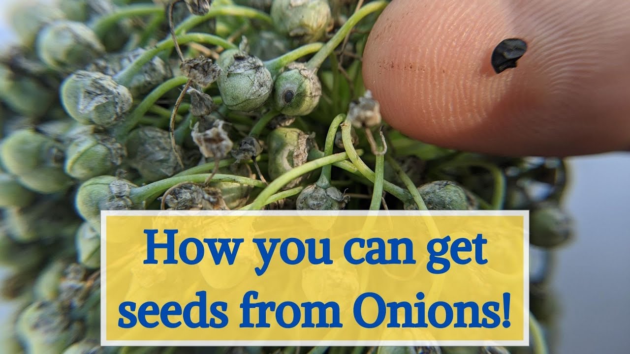How to get seeds from Onions? YouTube