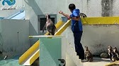 言うことを聞かないペンギンショー おたる水族館 Youtube