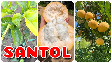 Cây Satol trái vàng | 0386569374 - Ngọc Ngân Bến Tre | Chuyên cây độc lạ