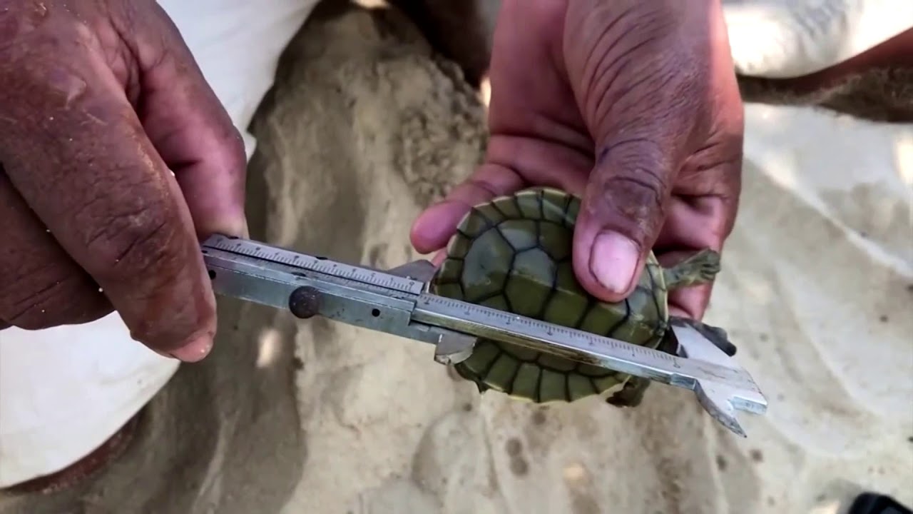 critically-endangered baby turtles hatch - YouTube