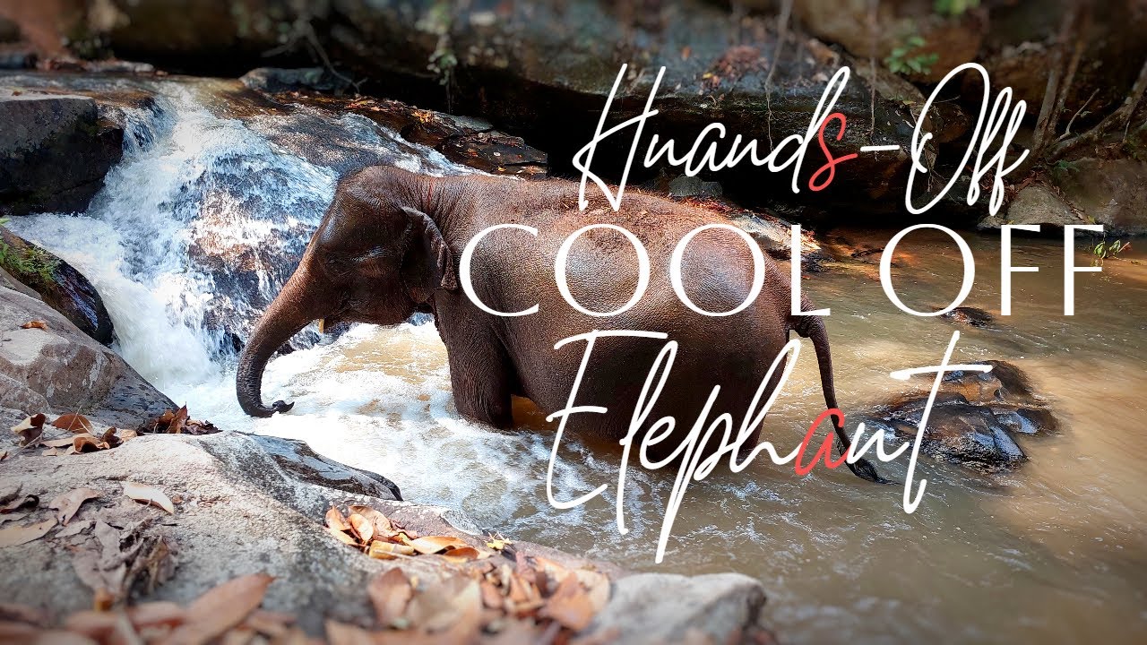 Ethical Hands-Off Elephant Experience, Waterfall Trail Blue Tao Elephant Village Chiang Mai Thailand