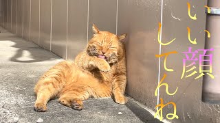 駅前で出会ったオッサンみたいな猫