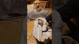 Mayfieldgarden Labradors: 'Gerade geboren' Tonis Welpen kommen. #labradorwelpen #hundegeburt