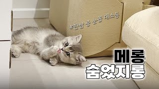 Vlogㅣ아기고양이 눈꼽 떼기 도전ㅣ아깽이 골골송ㅣ그루밍ㅣ먹방ㅣ초보집사 일상 브이로그 by 깨발랄프 : Bubbly Ralph  13,904 views 11 months ago 5 minutes, 16 seconds