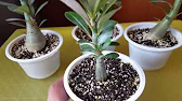 Elen S Adenium pluS