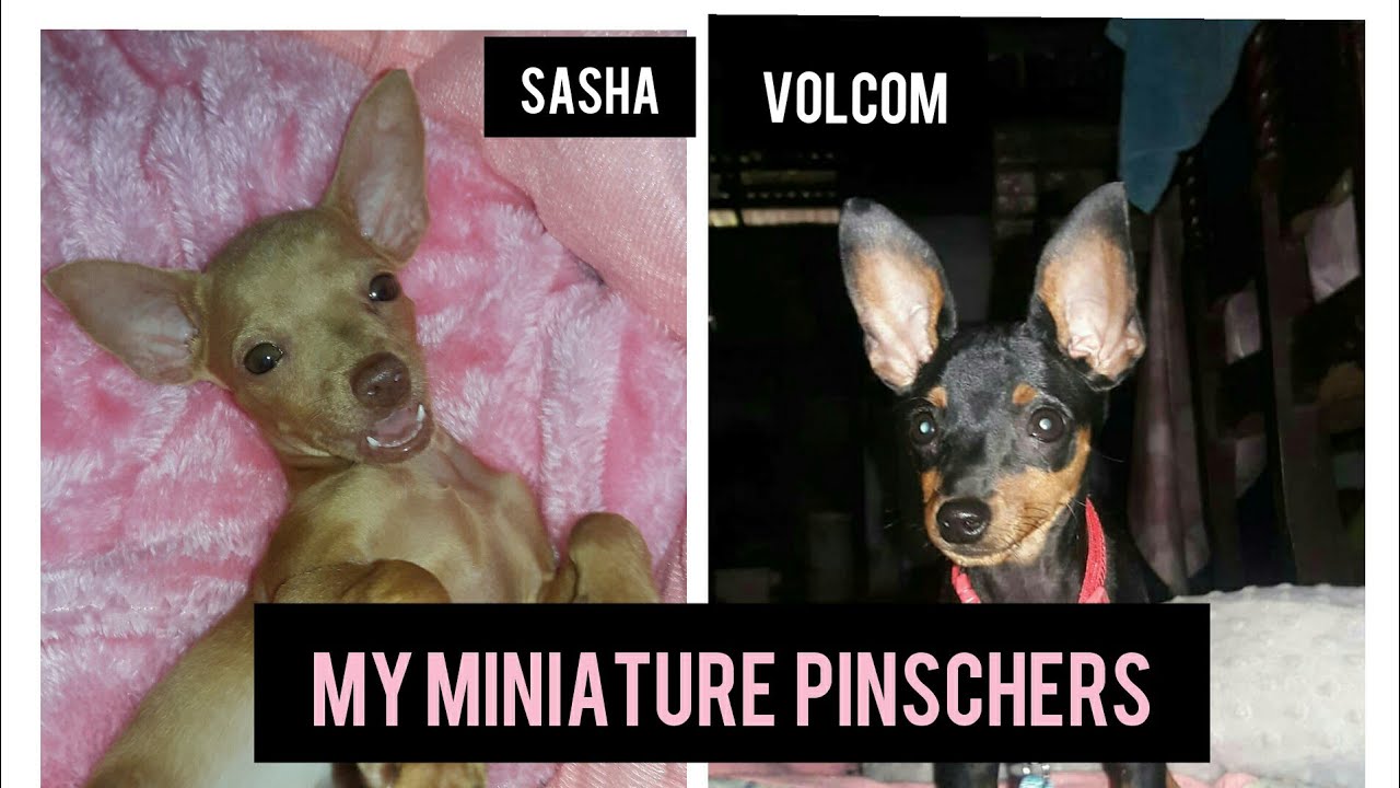 Mini Pinscher Sasha & Volcom 