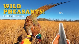 WILD Pheasants! Opening Day & The First Half of the 2023 Season!