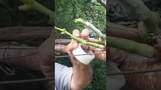 картинка: пайванди ангур бо рохи сабз дар сабз
