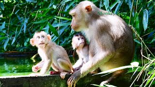 After Libby Stop Grooming Angela, Orphan Angela Angry And Crying Loudly Under Stone