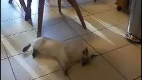 Siamese kitten