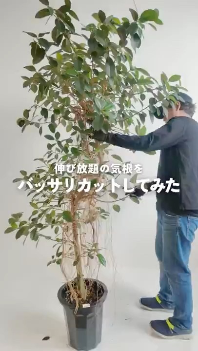 伸び放題の気根をバッサリカットしてみた - YouTube