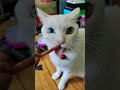 歯磨きおやつと格闘中