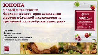 Юнона - новое средство от яблонной плодожорки и гроздевой листовертки винограда. Обзор инсектицида