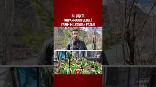 Bu Çiçeği Koparmanın Bedeli Yarım Milyondan Fazla