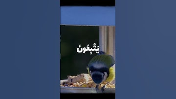 تلاوه خاشعه للشيخ علي جابر رحمه الله سورة النساء الايه 27 و 28 #الحمدلله #قرآن #سبحان_الله #علي_جابر